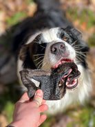 Dog holding a bison snout chew its mouth with a blurred natural background