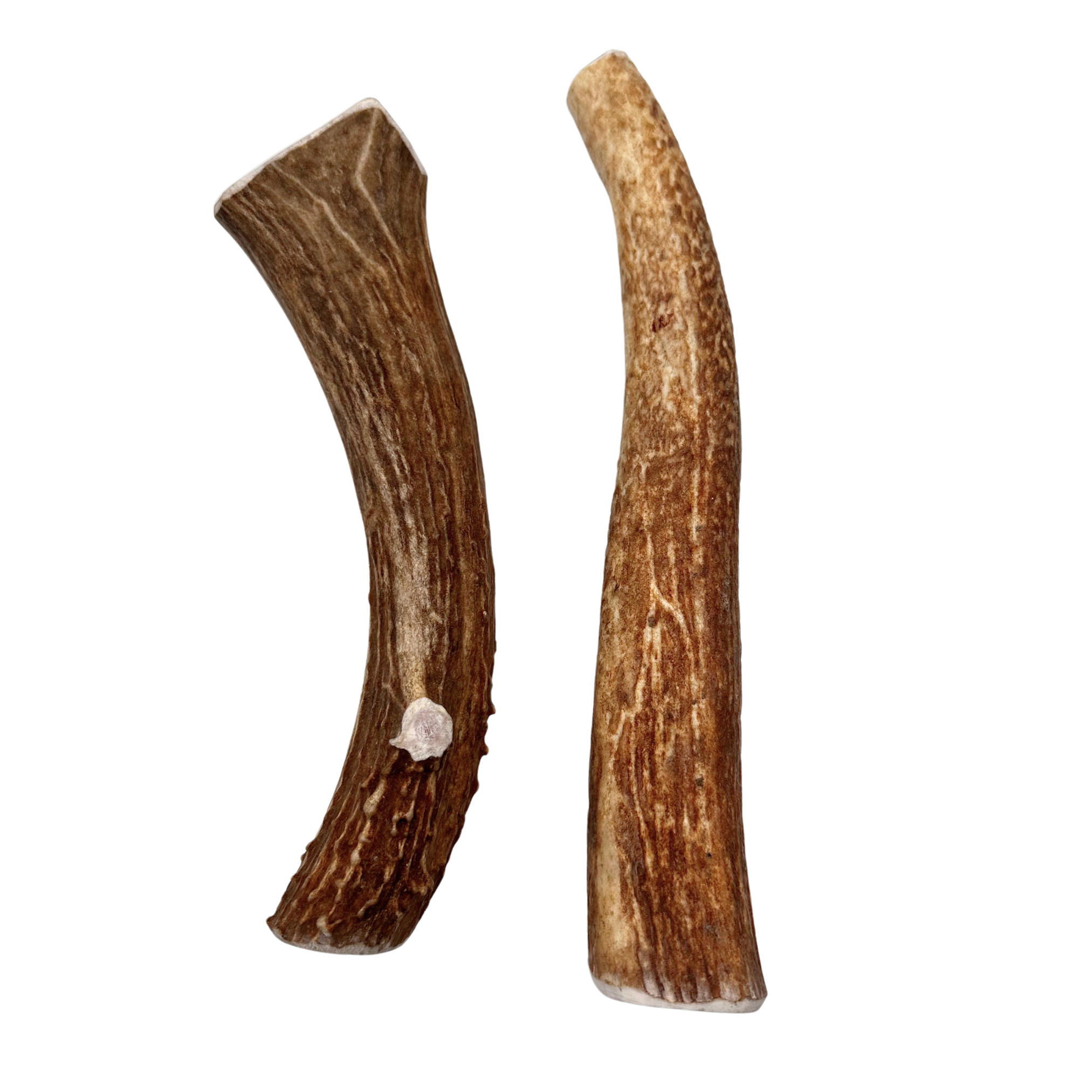2 natural antler chews (one deer and one elk) on a white background